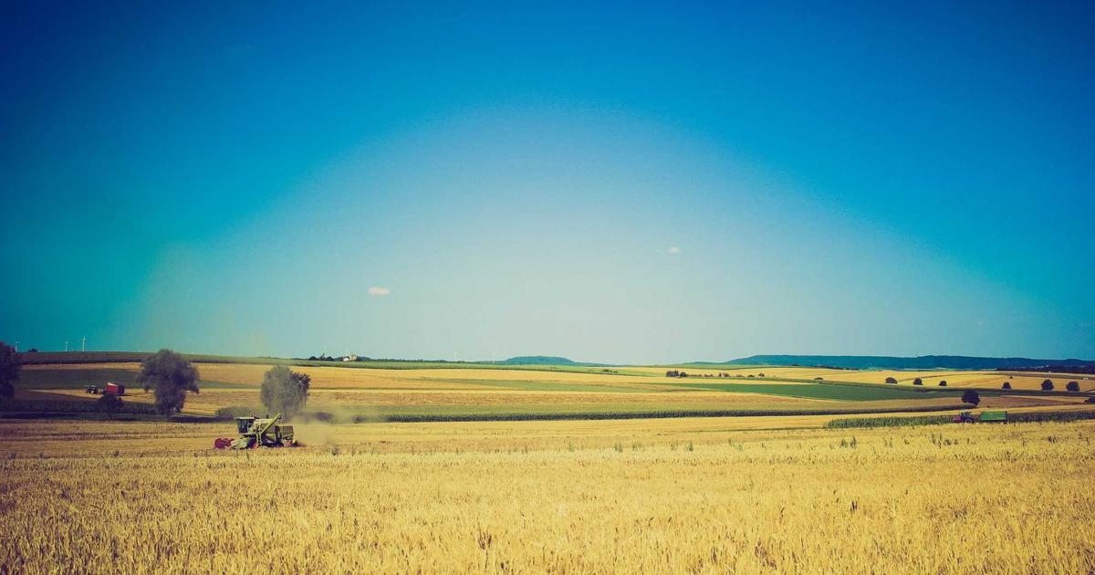 Дефицит азота у озимой пшеницы весной: признаки и решения