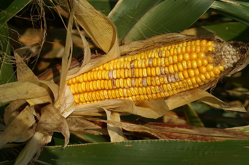 Фузариоз кукурузы: диагностика и защита от корневых гнилей