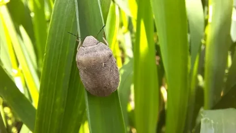 Клоп вредная черепашка: мониторинг и защита озимых культур