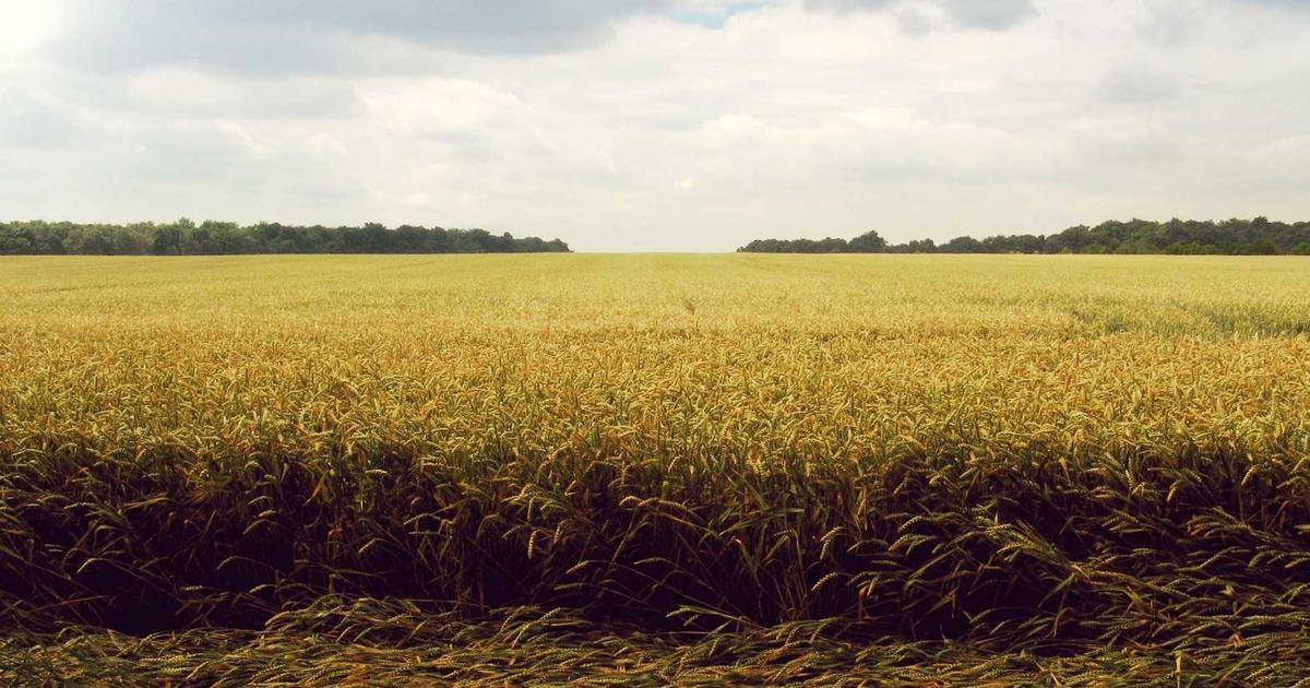 Ошибки весеннего обследования озимых: что пропускают 70% агрономо